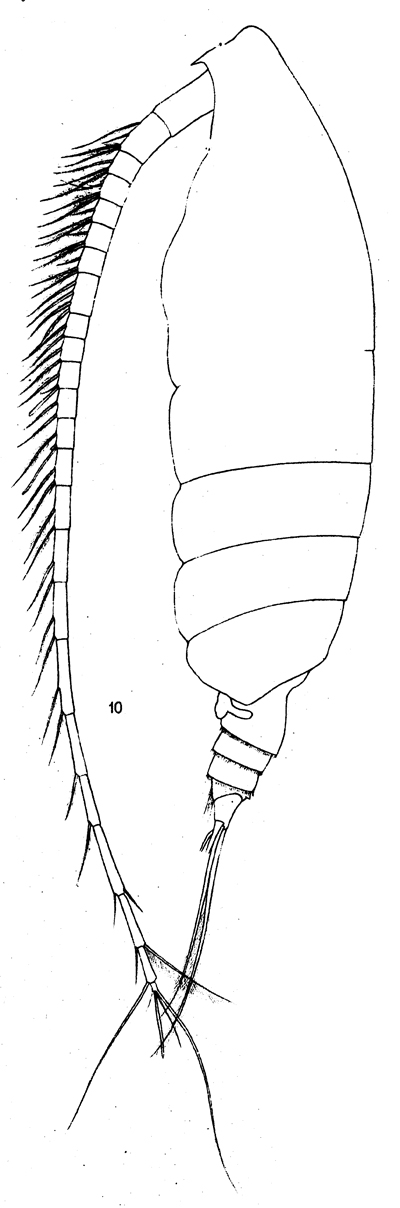 Espce Chirundinella magna - Planche 8 de figures morphologiques