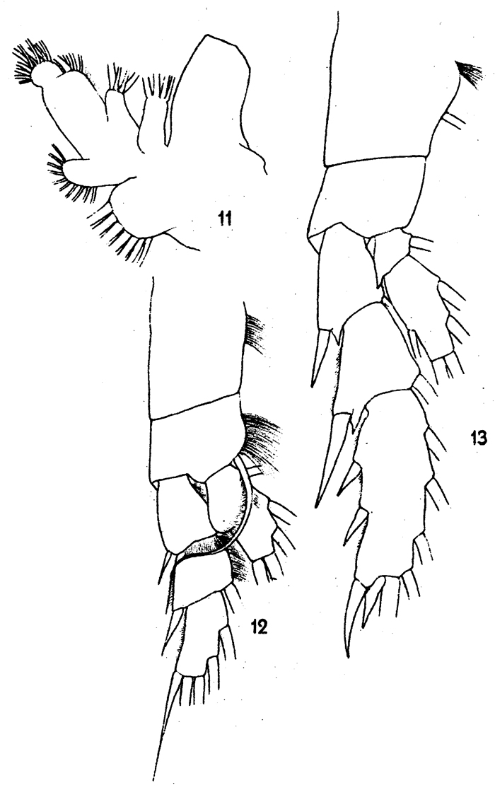 Espce Chirundinella magna - Planche 9 de figures morphologiques