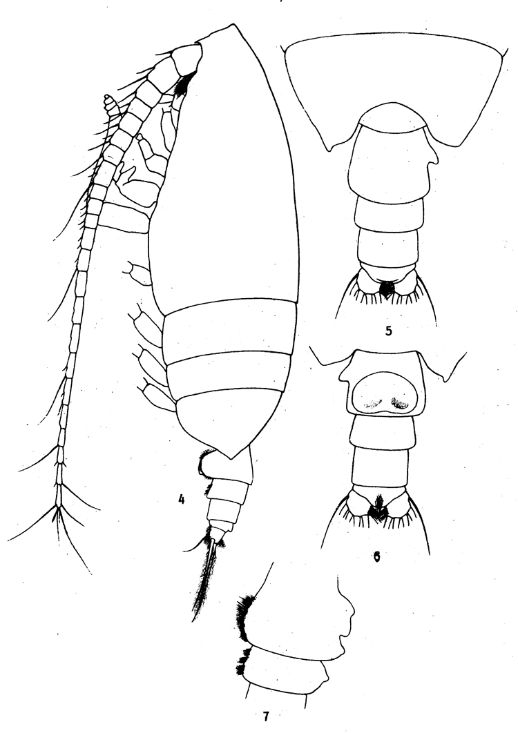 Species Undeuchaeta incisa - Plate 11 of morphological figures