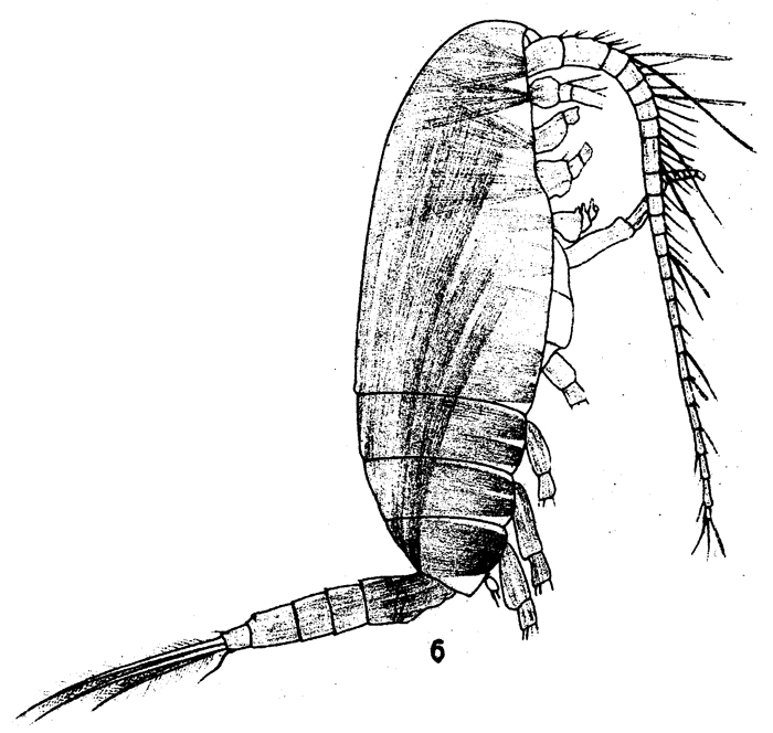 Espce Racovitzanus antarcticus - Planche 10 de figures morphologiques