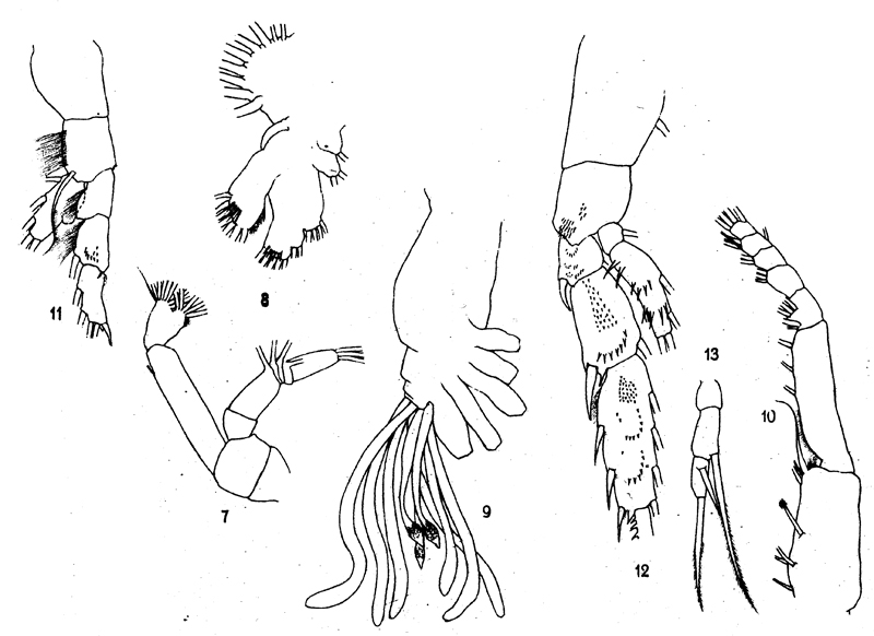 Espce Amallophora elegans - Planche 2 de figures morphologiques
