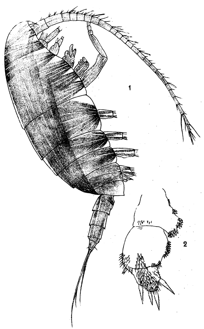 Species Xanthocalanus gracilis - Plate 1 of morphological figures