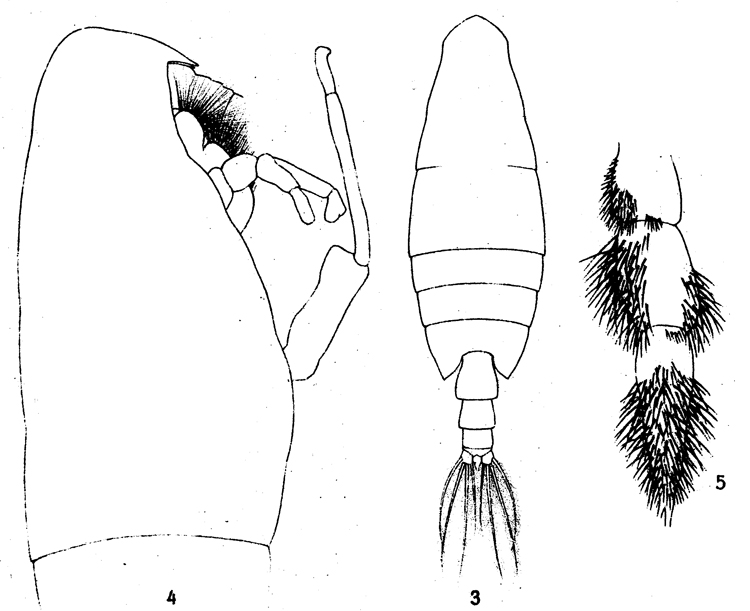 Species Onchocalanus magnus - Plate 11 of morphological figures