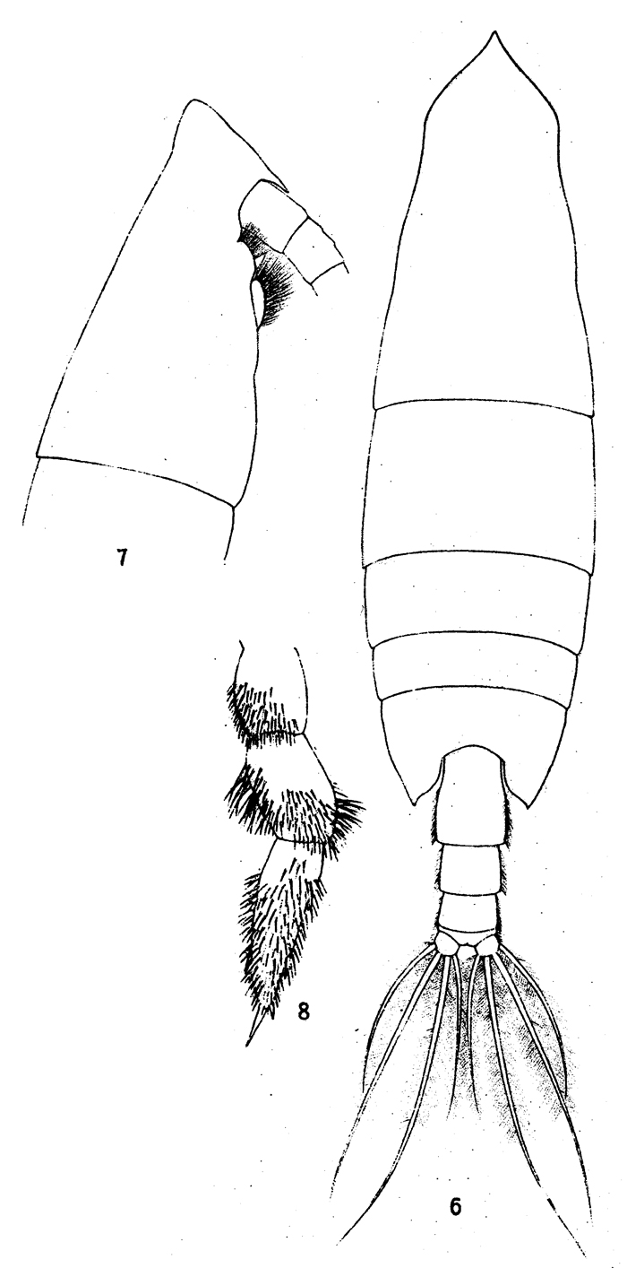 Species Onchocalanus subcristatus - Plate 1 of morphological figures