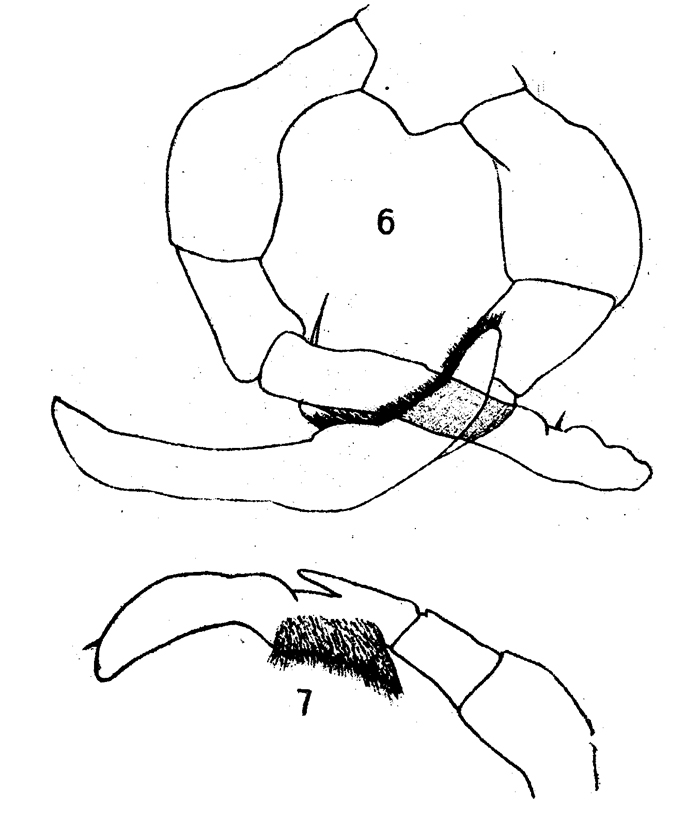 Espce Gaussia princeps - Planche 14 de figures morphologiques