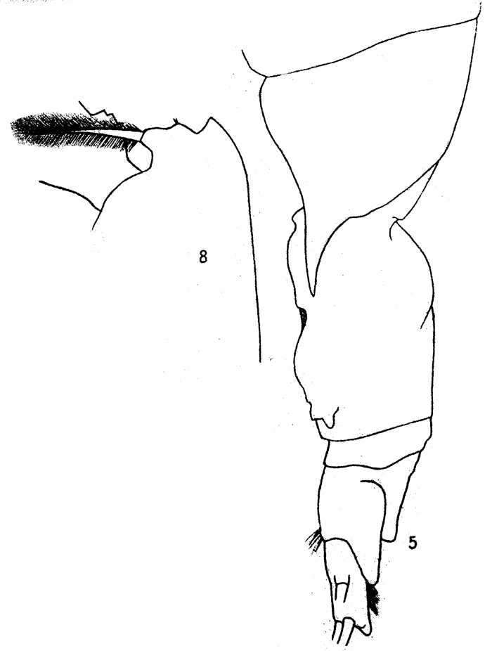 Espce Gaussia princeps - Planche 11 de figures morphologiques