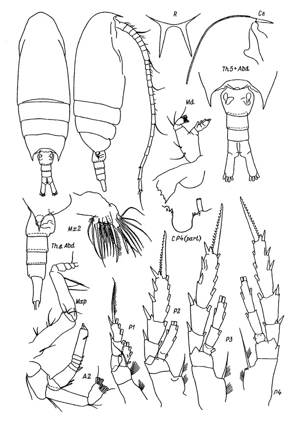 Espce Aetideus pacificus - Planche 1 de figures morphologiques