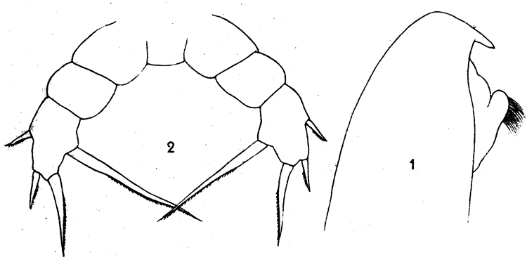 Espce Lophothrix similis - Planche 1 de figures morphologiques