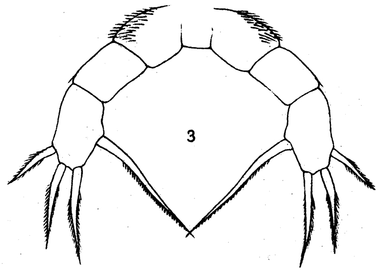 Espce Lophothrix quadrispinosa - Planche 4 de figures morphologiques