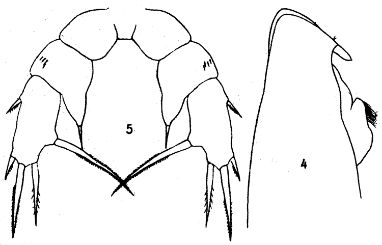 Espce Lophothrix varicans - Planche 1 de figures morphologiques