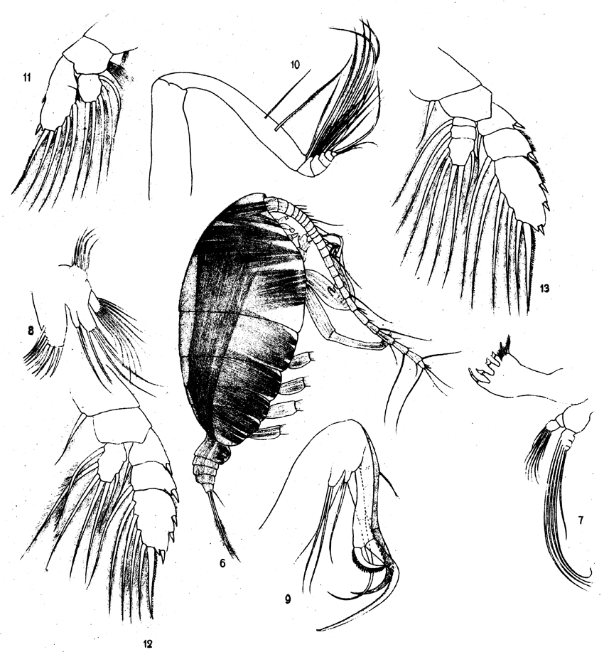 Species Chiridiella atlantica - Plate 1 of morphological figures