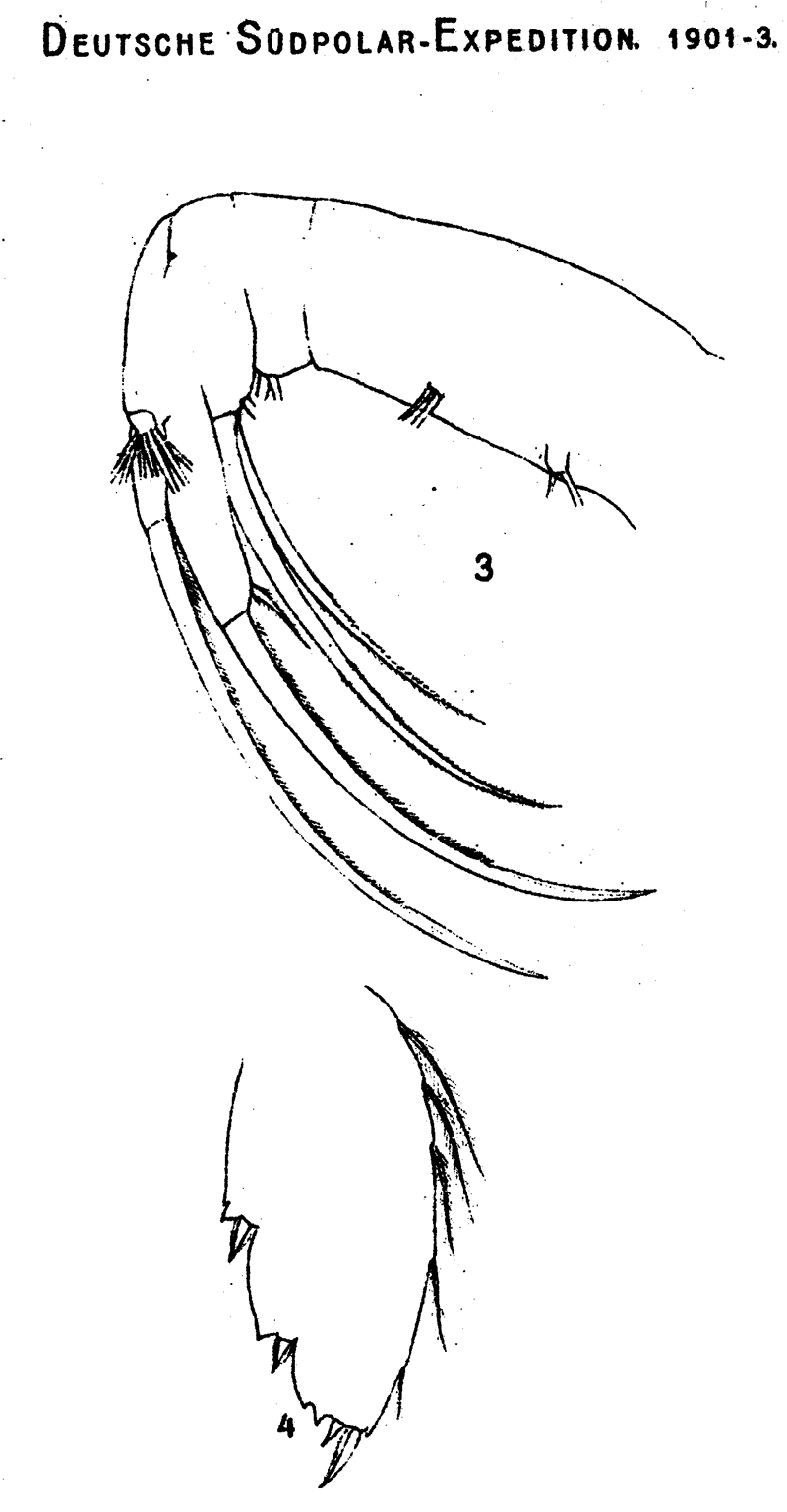 Espèce Paraheterorhabdus (Paraheterorhabdus) farrani - Planche 7 de figures morphologiques