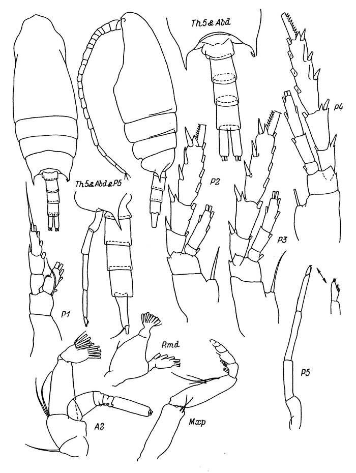 Espce Aetideus pacificus - Planche 2 de figures morphologiques