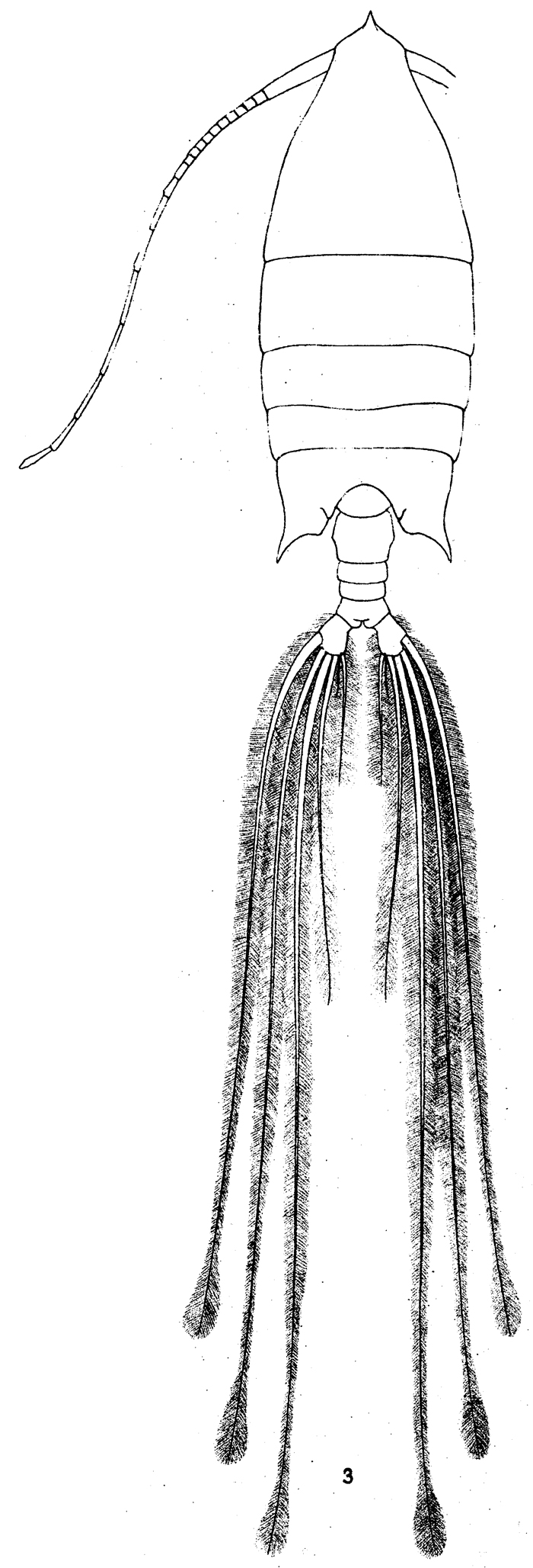 Species Arietellus setosus - Plate 6 of morphological figures