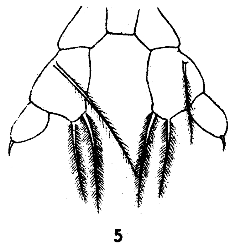 Espce Arietellus simplex - Planche 11 de figures morphologiques