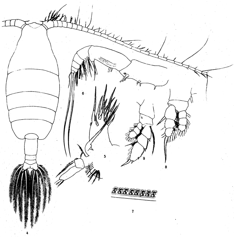 Espce Euaugaptilus magnus - Planche 10 de figures morphologiques