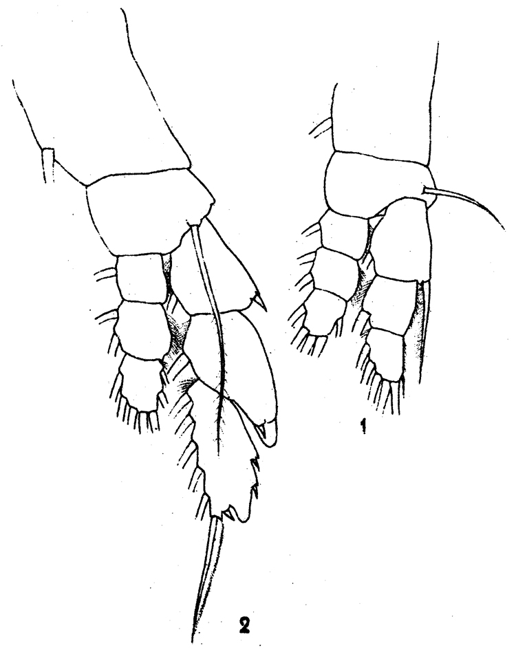 Espce Euaugaptilus facilis - Planche 8 de figures morphologiques