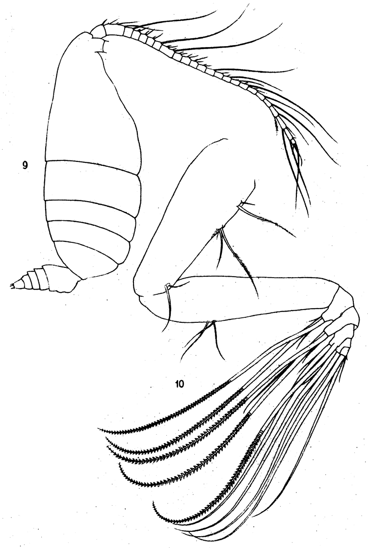 Espèce Pseudeuchaeta brevicauda - Planche 8 de figures morphologiques