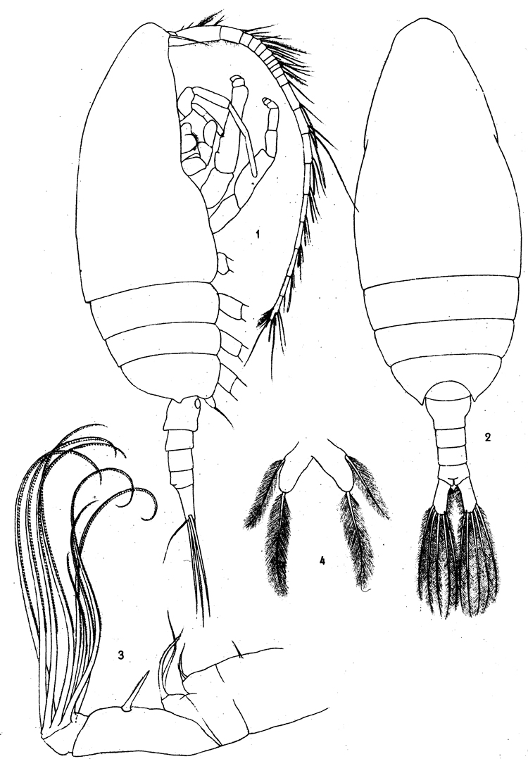 Species Paraugaptilus meridionalis - Plate 3 of morphological figures
