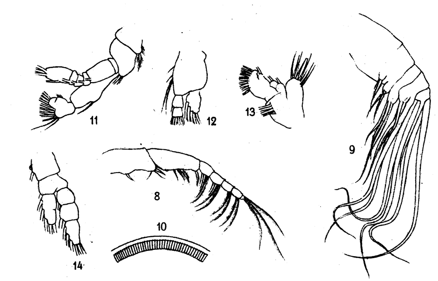 Species Temorites brevis - Plate 9 of morphological figures