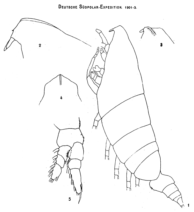 Species Elenacalanus princeps - Plate 1 of morphological figures