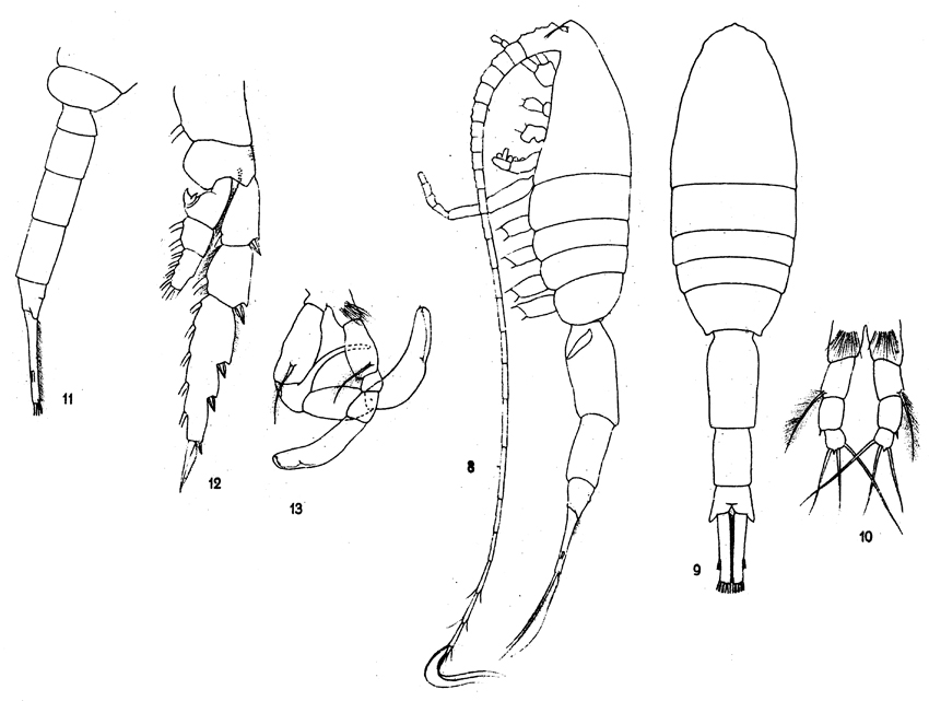 Espèce Metridia princeps - Planche 16 de figures morphologiques
