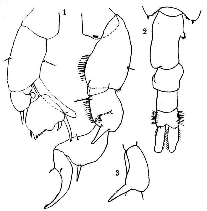 Species Pseudodiaptomus richardi - Plate 4 of morphological figures
