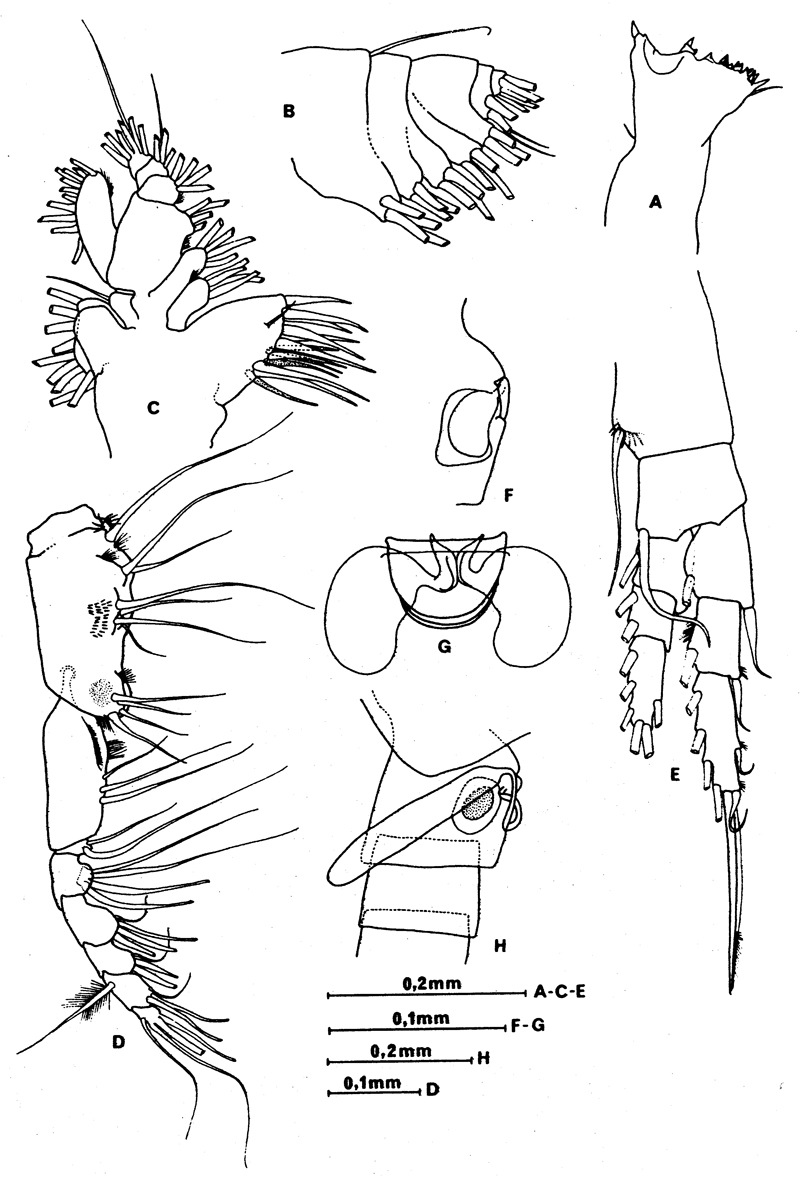 Espèce Calanus agulhensis - Planche 2 de figures morphologiques