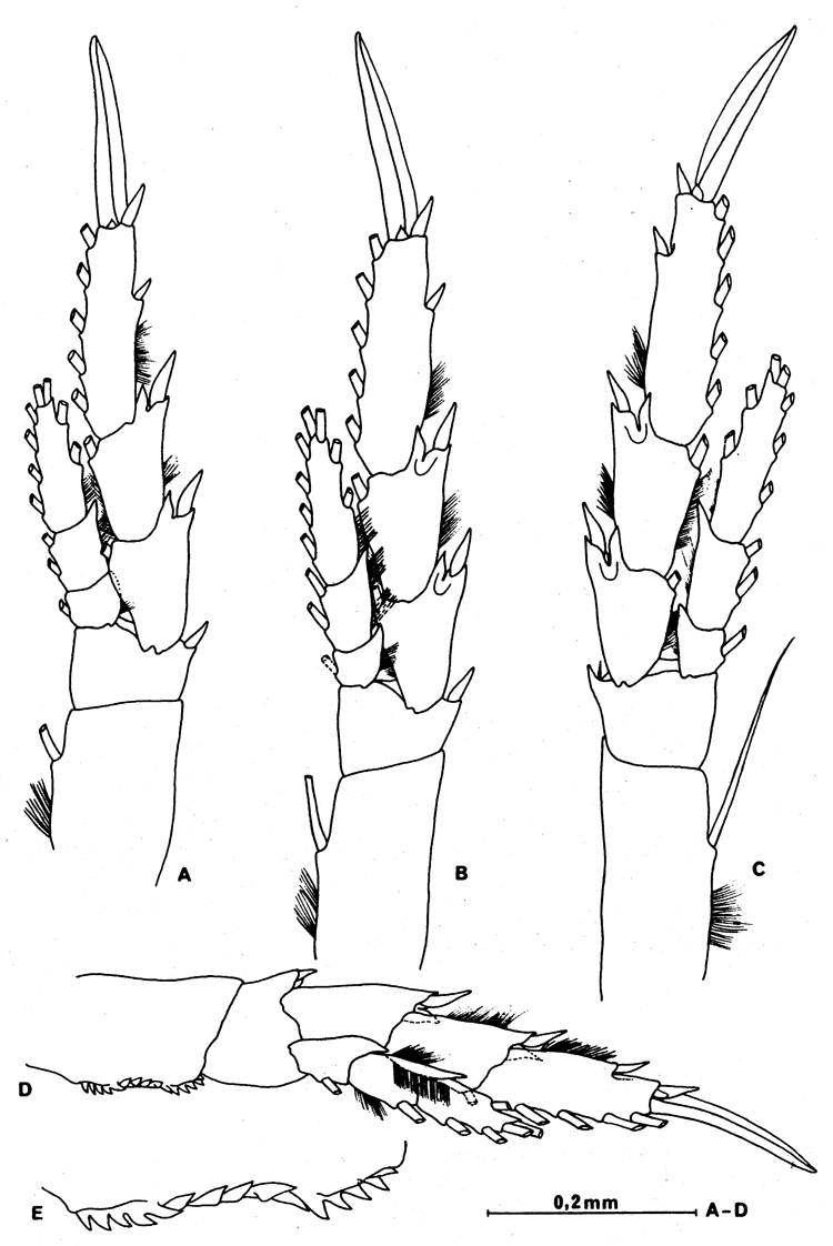 Espce Calanus agulhensis - Planche 3 de figures morphologiques