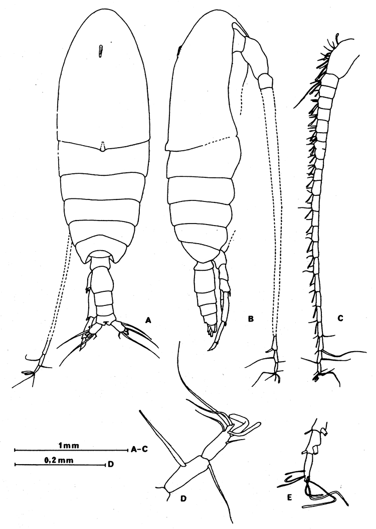 Espèce Calanus agulhensis - Planche 4 de figures morphologiques