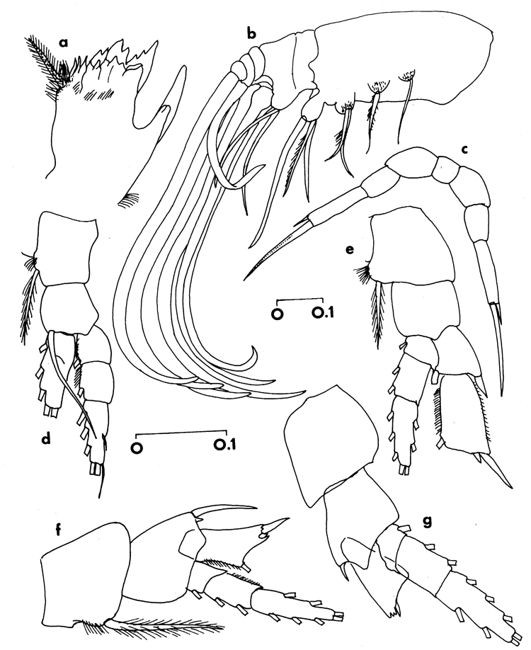 Espce Temorites michelae - Planche 2 de figures morphologiques