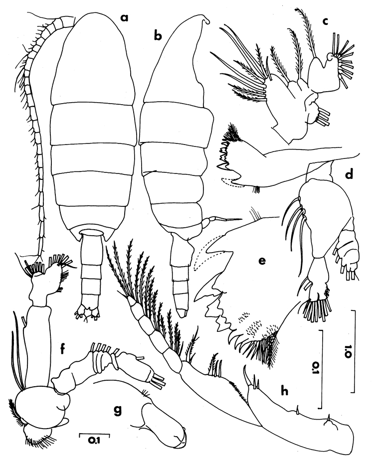 Espèce Temorites unispina - Planche 1 de figures morphologiques