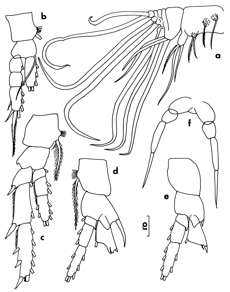 Espèce Temorites unispina - Planche 2 de figures morphologiques