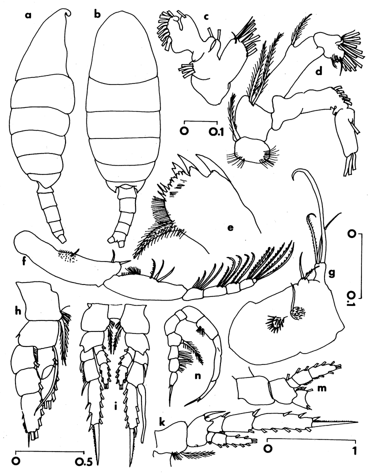 Espce Temorites spinifera - Planche 4 de figures morphologiques