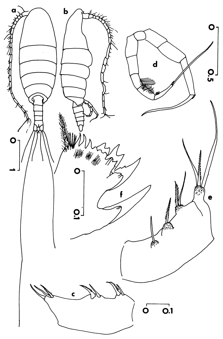 Species Temorites elegans - Plate 2 of morphological figures
