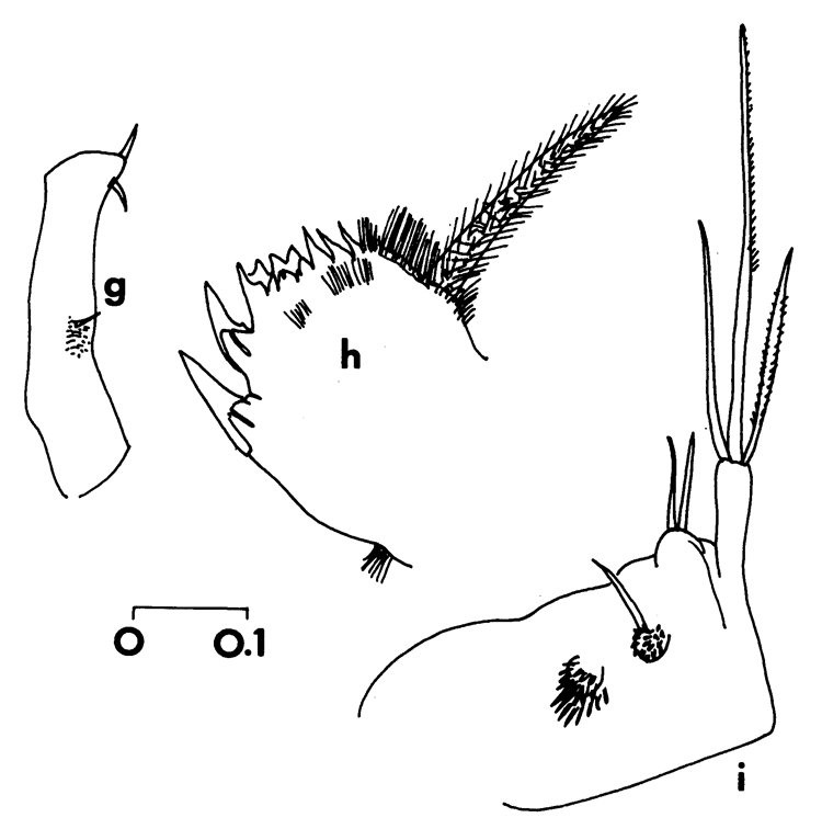 Espèce Temorites similis - Planche 4 de figures morphologiques