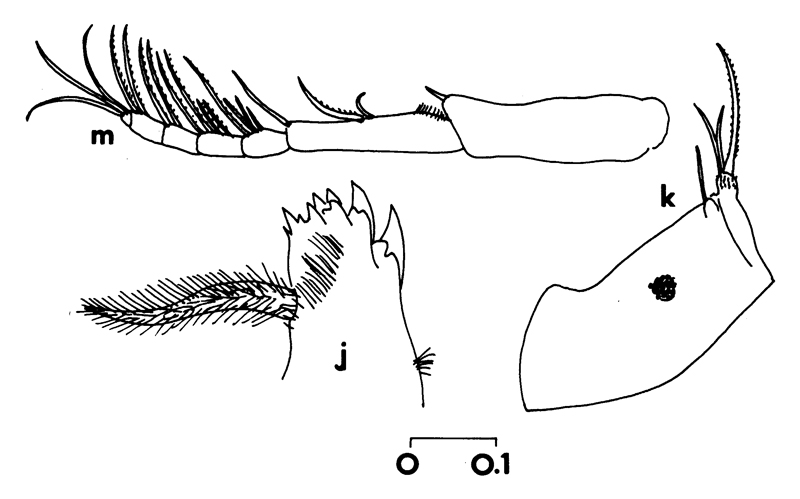 Espèce Temorites minor - Planche 6 de figures morphologiques