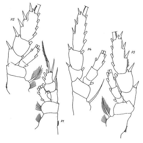 Espce Aetideopsis minor - Planche 4 de figures morphologiques