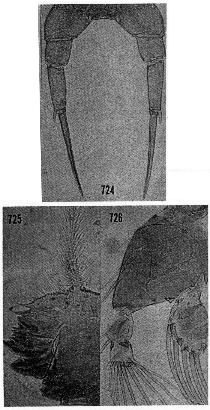 Species Temorites sarsi - Plate 4 of morphological figures