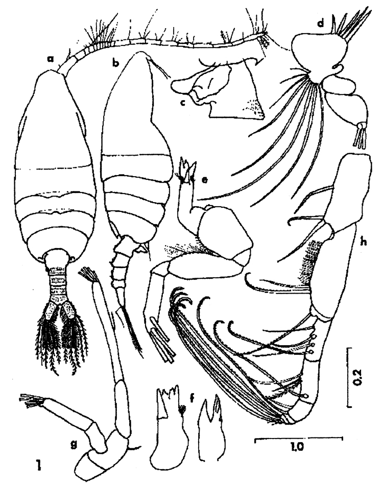 Espèce Paraugaptilus bermudensis - Planche 1 de figures morphologiques