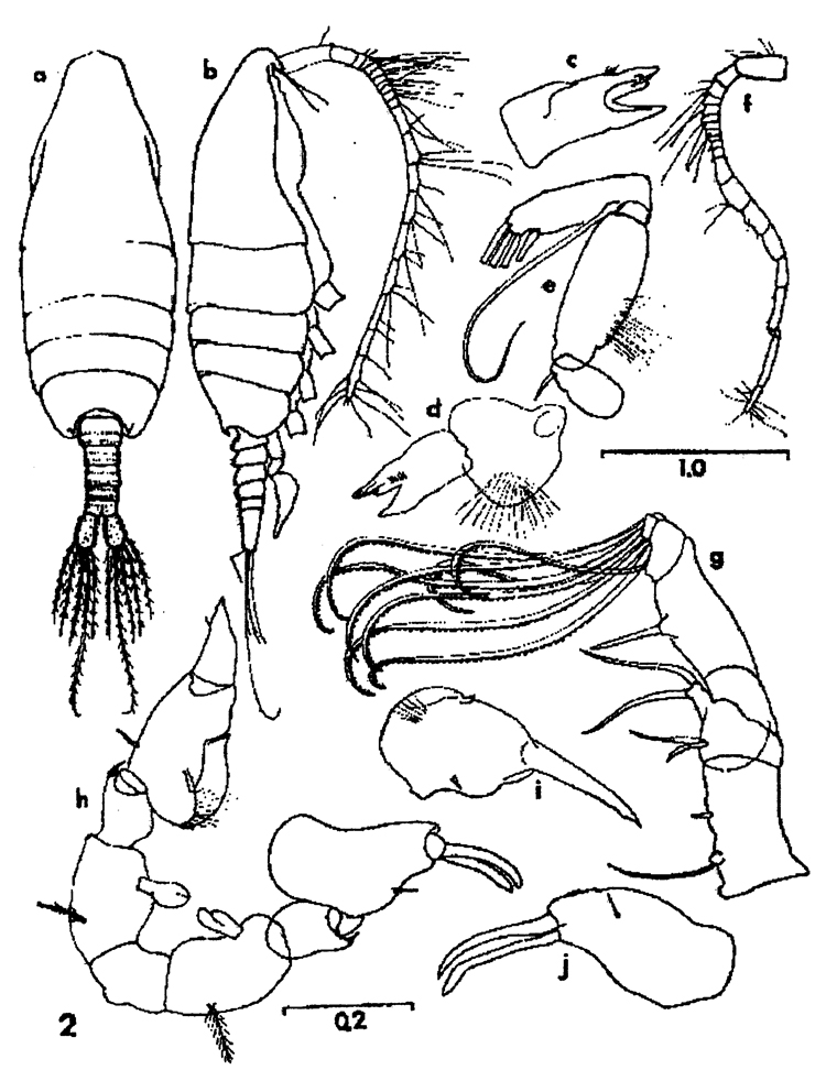 Espèce Paraugaptilus bermudensis - Planche 2 de figures morphologiques