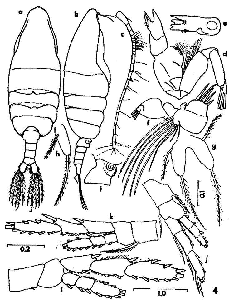 Espce Paraugaptilus buchani - Planche 4 de figures morphologiques