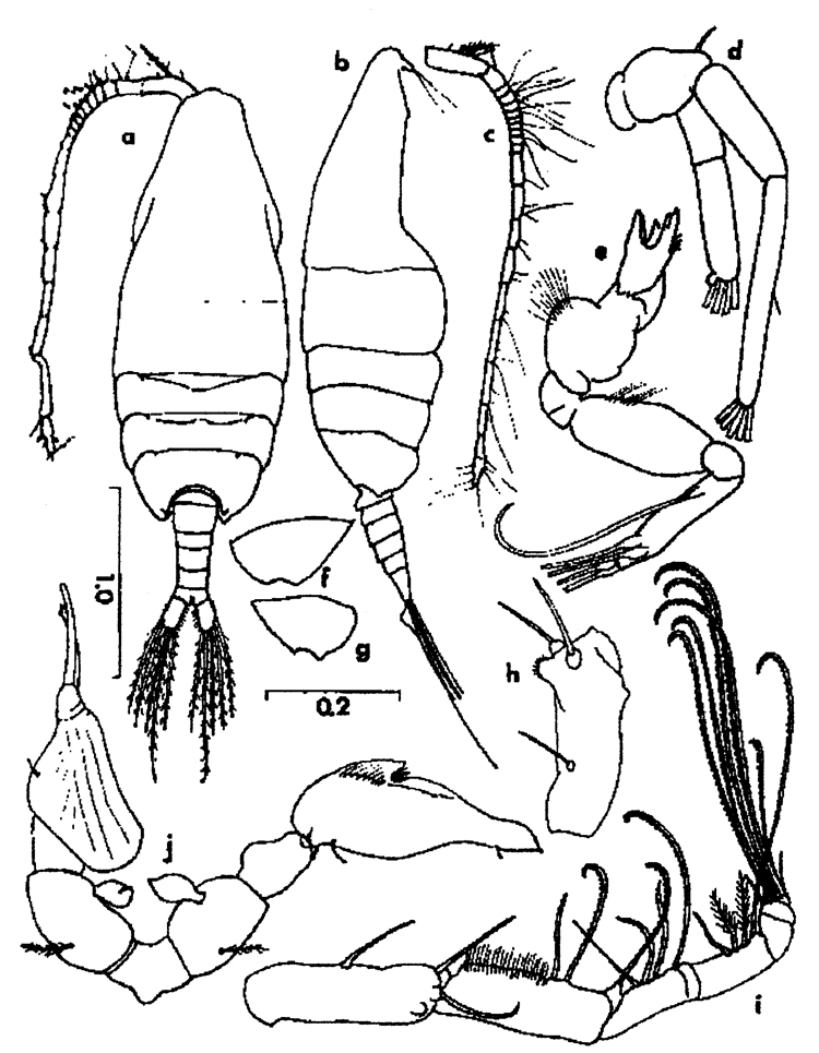Espce Paraugaptilus buchani - Planche 6 de figures morphologiques
