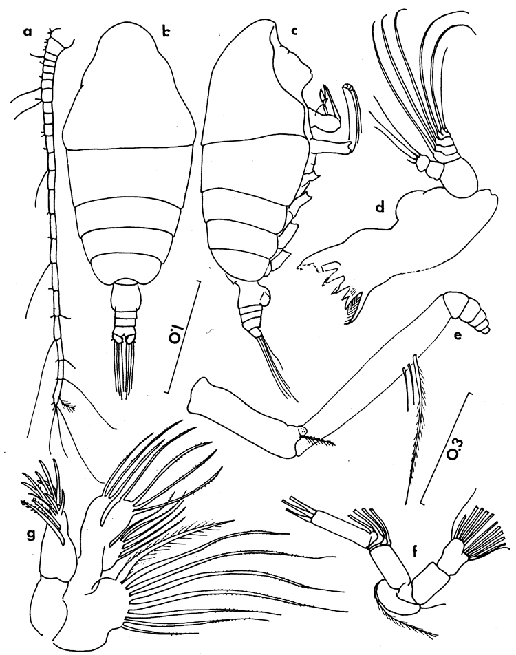 Espèce Chiridiella brooksi - Planche 2 de figures morphologiques