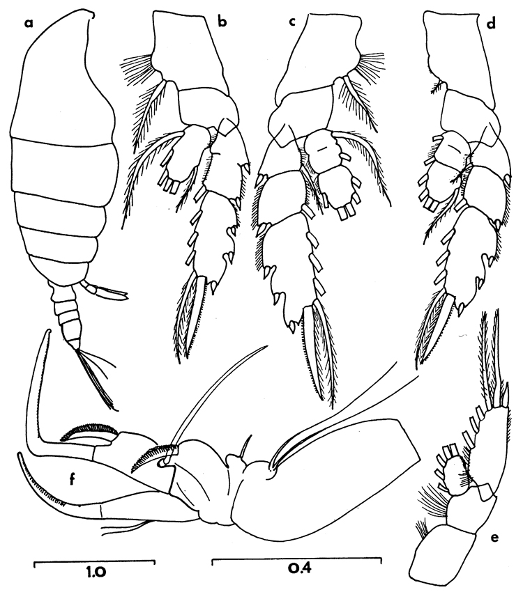 Species Chiridiella brooksi - Plate 3 of morphological figures