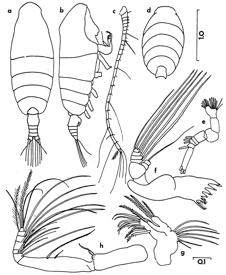 Espèce Chiridiella gibba - Planche 2 de figures morphologiques
