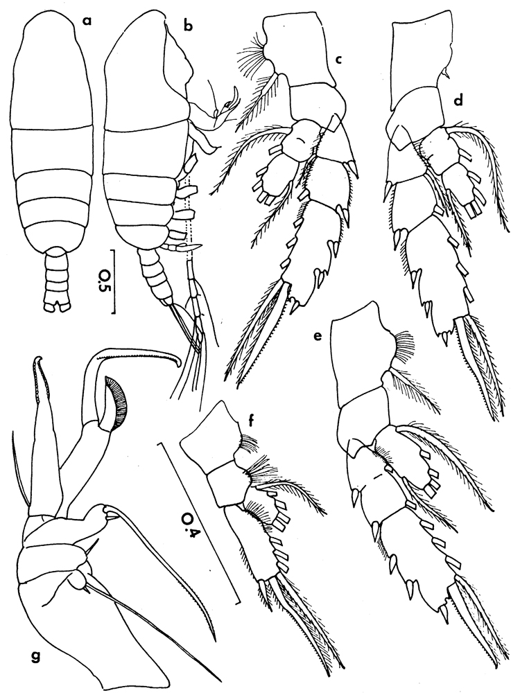 Espèce Chiridiella gibba - Planche 3 de figures morphologiques