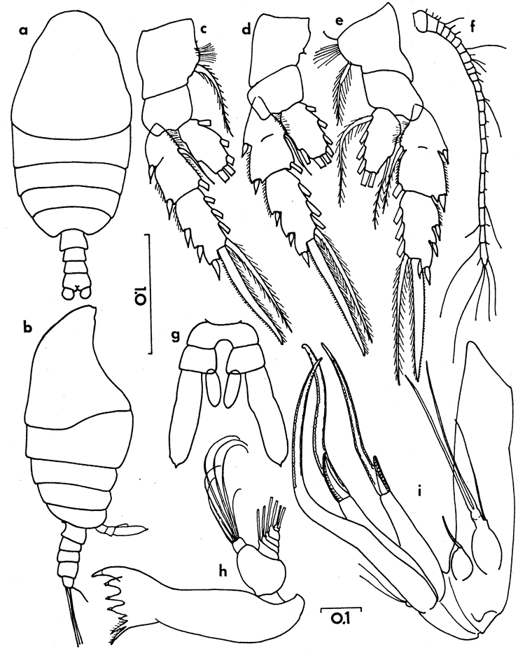Espèce Chiridiella bichela - Planche 3 de figures morphologiques