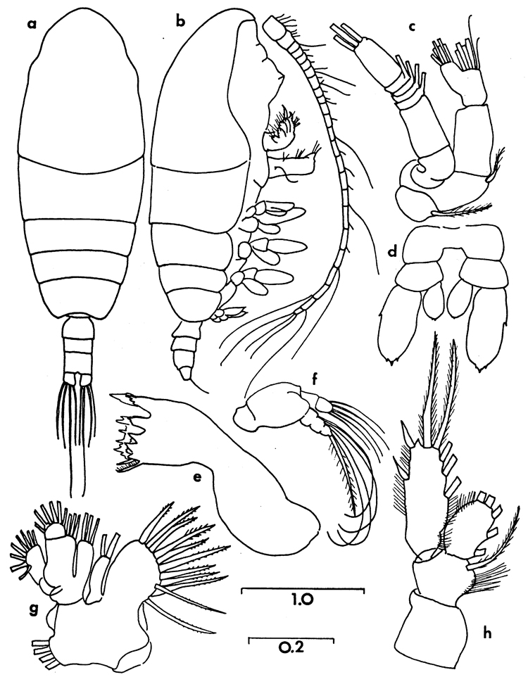Species Chiridiella kuniae - Plate 2 of morphological figures