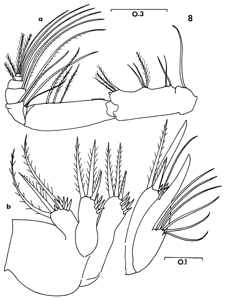 Species Chiridiella kuniae - Plate 3 of morphological figures